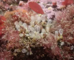 Yellow Social Ascidian thumbnail 2