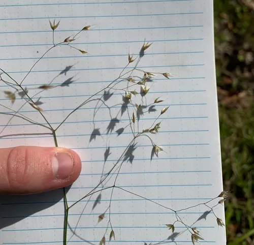 wavy hair-grass
