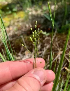 Slim-leaf Witchgrass thumbnail 3