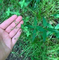Torrey's Wild Licorice thumbnail 3