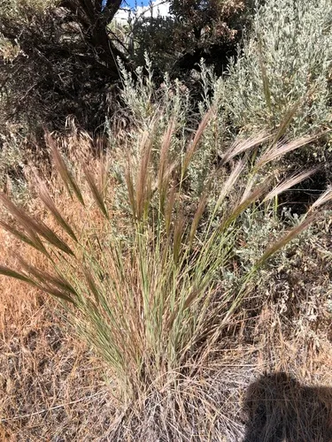 Big Squirreltail