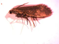 Lampronia aenescens thumbnail 2