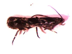Elachista illectella thumbnail 3