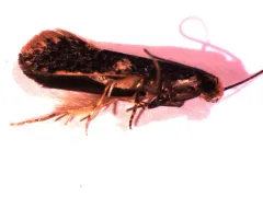 Skin Moth thumbnail 2