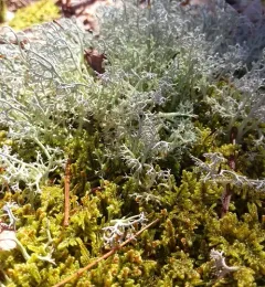 Dixie Reindeer Lichen thumbnail 4