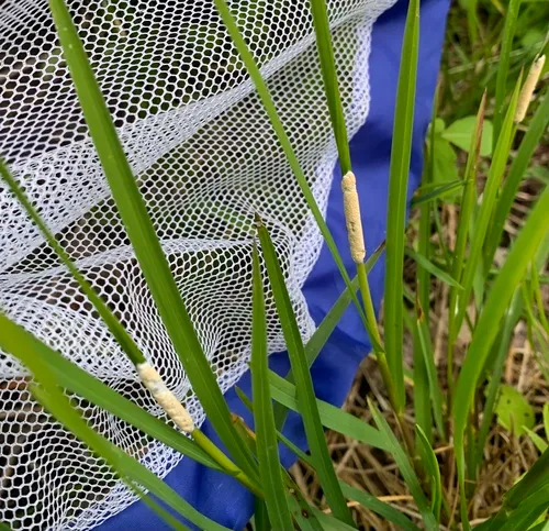 Epichloe typhina