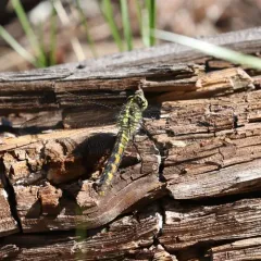 Western Pondhawk thumbnail 2