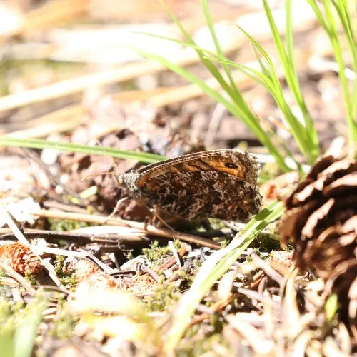 Chryxus Arctic