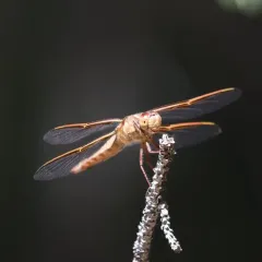 Flame Skimmer thumbnail 3
