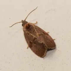 Spirea Leaftier Moth thumbnail 4
