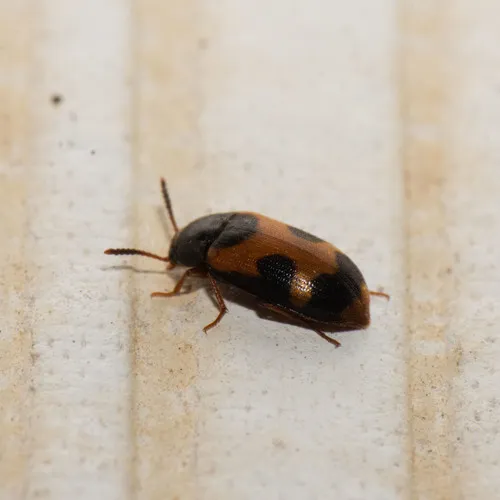 Punctured Hairy Fungus Beetle