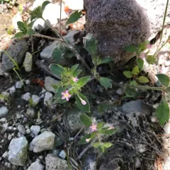 variableleaf collomia thumbnail 2