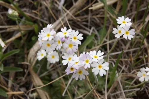Bluedome Primrose