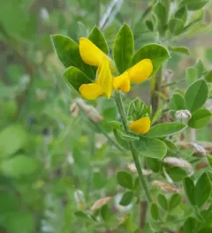 French broom thumbnail 2