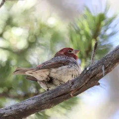 Cassin's Finch thumbnail 3