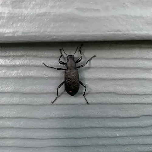Roughened Darkling Beetle