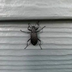 Roughened Darkling Beetle thumbnail 1