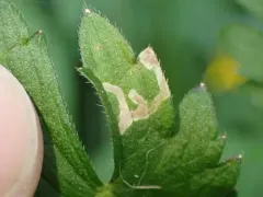 Phytomyza ranunculi thumbnail 2