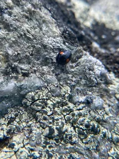 Hyperaspis binotata thumbnail 2
