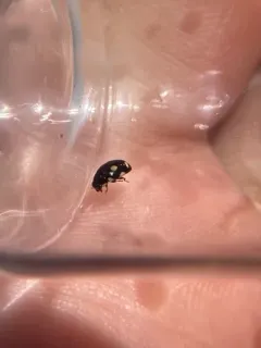 Octavia Lady Beetle thumbnail 1