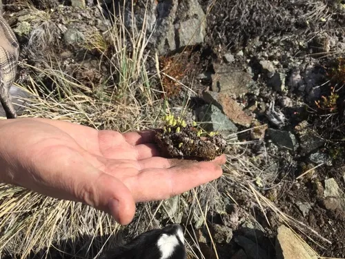 Asterella saccata