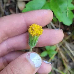 klamath arnica thumbnail 2