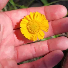 Bigelow's sneezeweed thumbnail 4