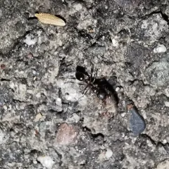 Western Collared Ant thumbnail 2