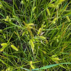 bottlebrush sedge thumbnail 4