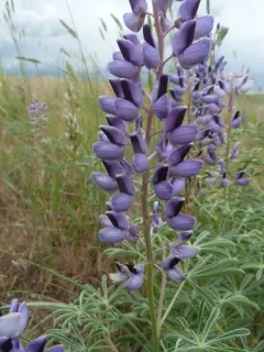 Nebraska Lupine thumbnail 4