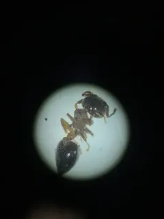 Small-lined Acrobat Ant thumbnail 2
