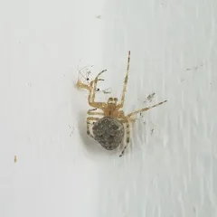Barn Orbweaver thumbnail 2