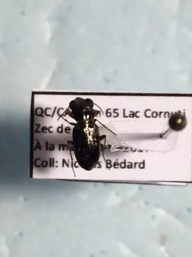 Brassy Big-eyed Beetle