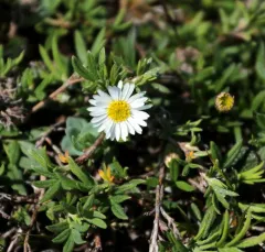 Hyssop-leaved Fleabane thumbnail 3