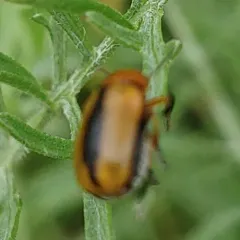 Clay-colored Leaf Beetle thumbnail 4
