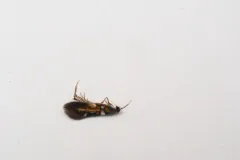 Fabiola edithella thumbnail 3