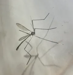 Bittacomorphella pacifica thumbnail 3