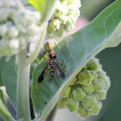 Brown Wasp Mantidfly thumbnail 4