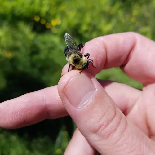 Hairy-eyed Bee-mimic Fly