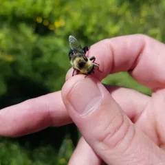 Hairy-eyed Bee-mimic Fly thumbnail 1