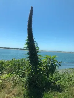 Giant Viper's-bugloss thumbnail 3