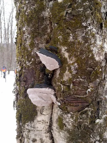 Phellinus cinereus