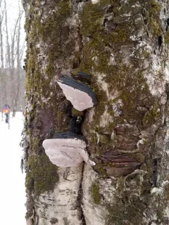 Phellinus cinereus thumbnail 1