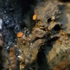 Zythia resinae thumbnail 3