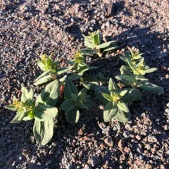 Davis' knotweed thumbnail 2