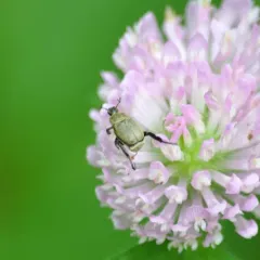 Modest Chafer thumbnail 2