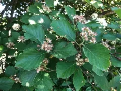 Pear Hawthorn thumbnail 4