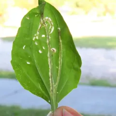 Northern Plantain Flea Beetle thumbnail 4