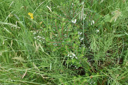 Prickly Heath