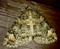 Orange-spotted Carpet Moth thumbnail 3